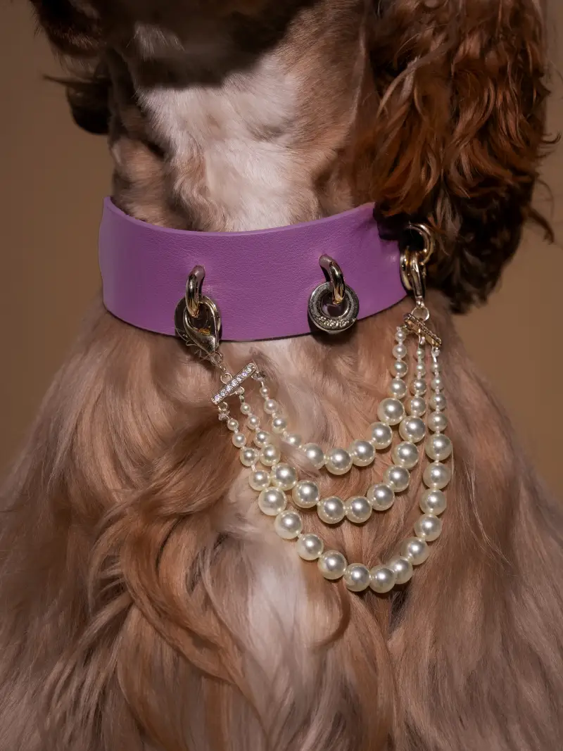 Pawsome Looks